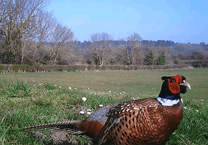 Pheasant in field