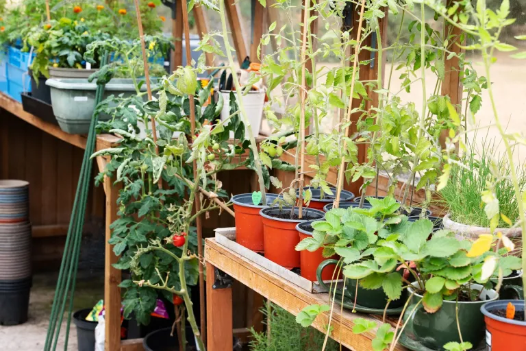 Rashwood Care Home Gardening
